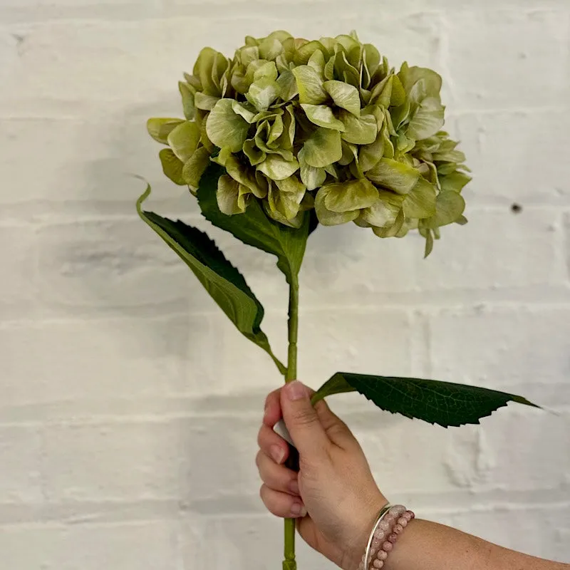 Giant Green Hydrangea Stem