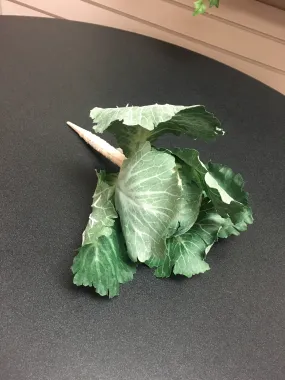 Green Cabbage