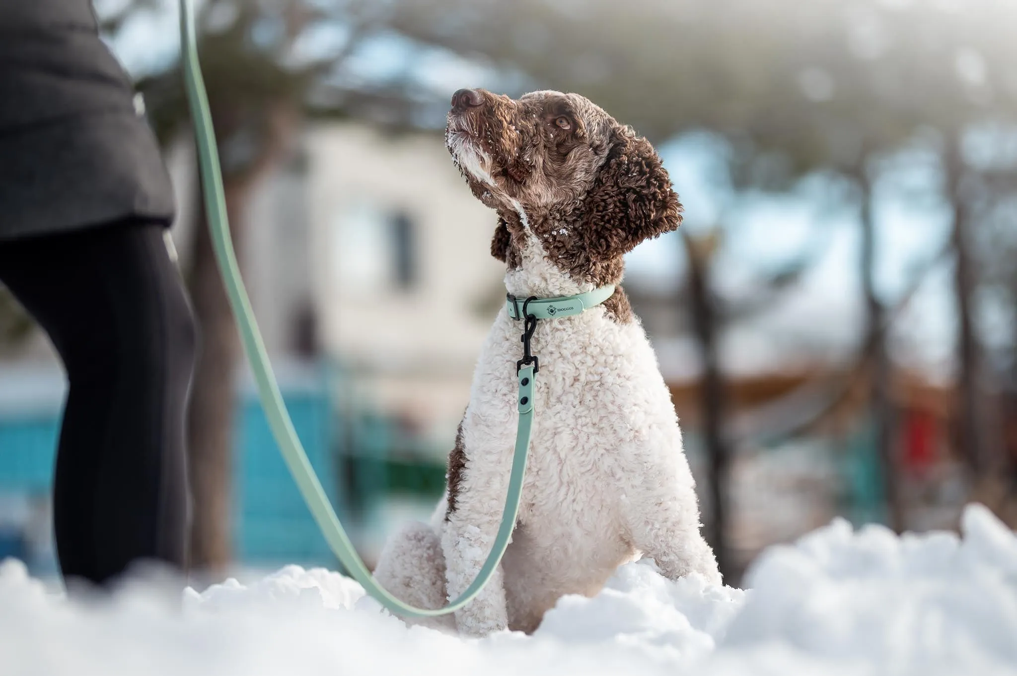 Sea Green Leash